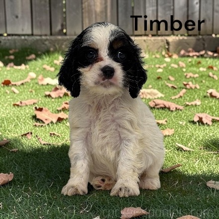 puppy, for, sale, Cocker Spaniel, Joe & Cherri  Overlease, dog, breeder, Miller, MO, dog-breeder, puppy-for-sale, forsale, nearby, find, puppyfind, locator, puppylocator, aca